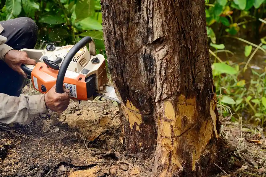 How To Remove A Tree in Alpharetta, GA