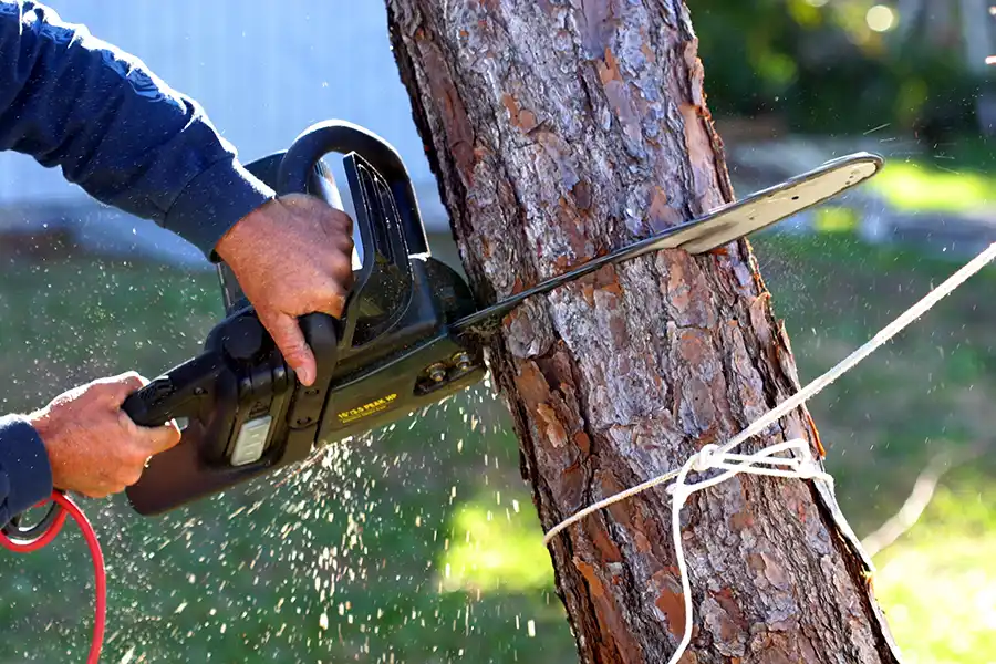 How To Remove A Tree Alpharetta, GA