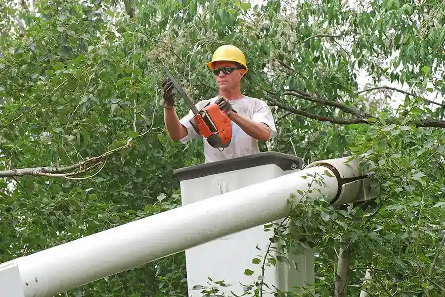 How To Trim A Tree in Alpharetta, GA