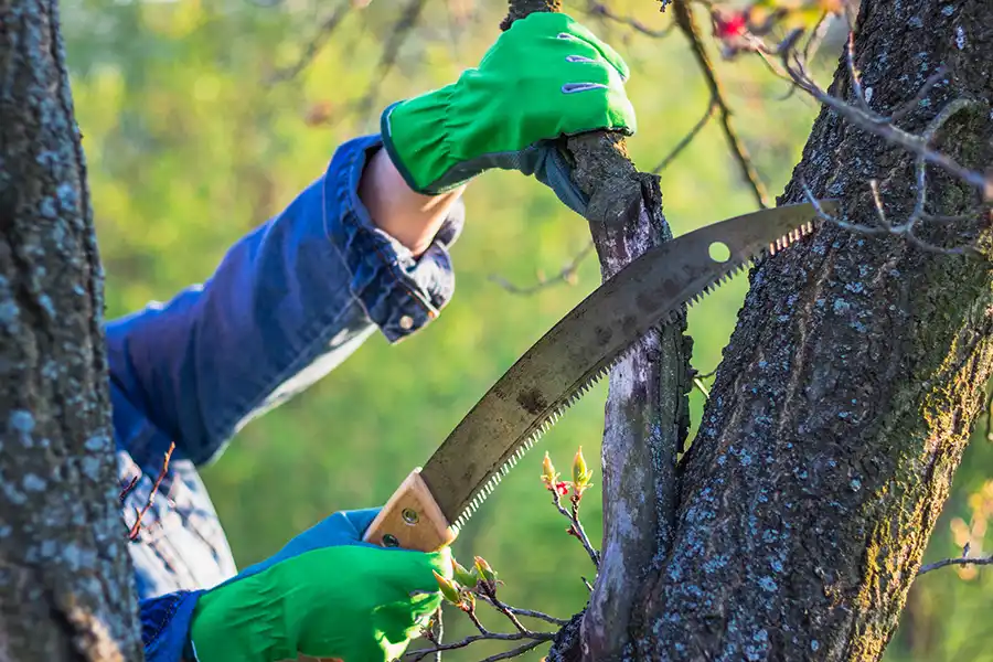 How To Trim A Tree Alpharetta, GA