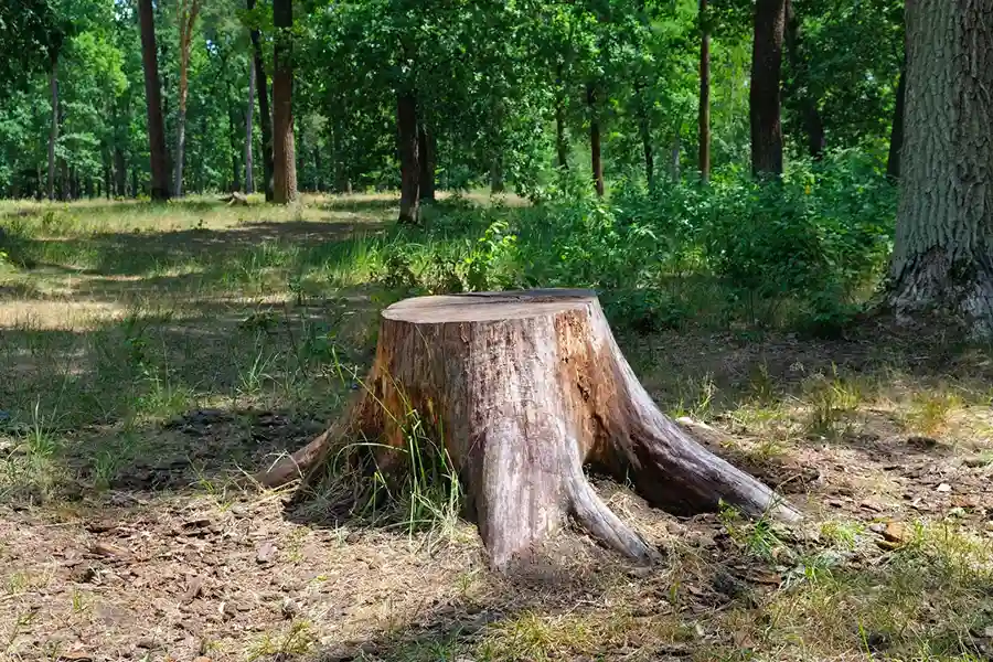 Reliable Stump Grinding Service in Alpharetta, GA