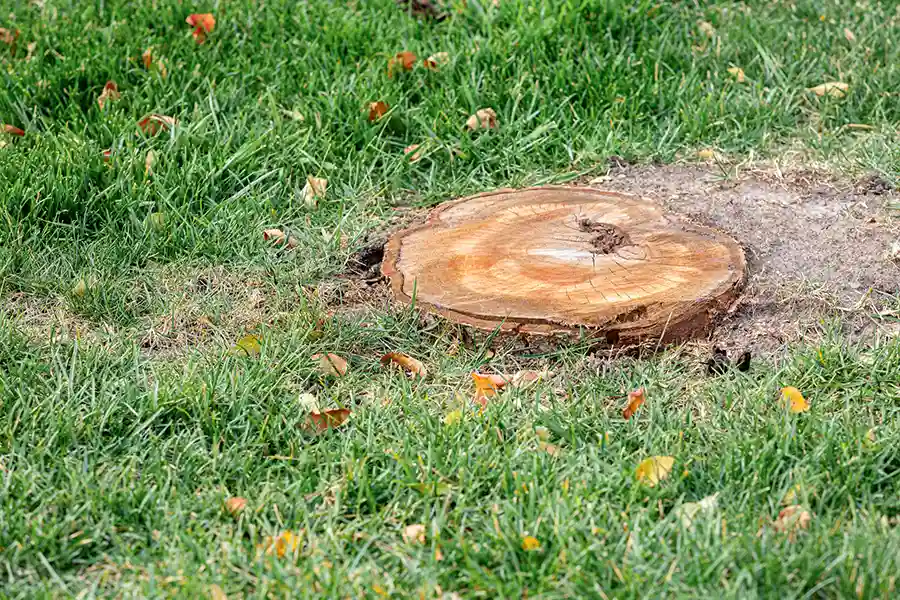 Efficient Stump Removal Service in Alpharetta, GA