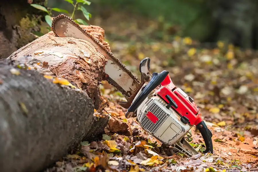 Efficient Tree Removal Service in Alpharetta, GA