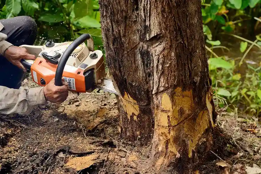 Best Tree Removal Service in Alpharetta, GA