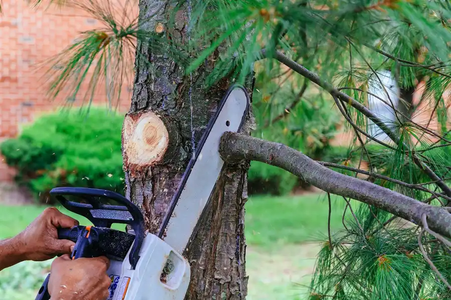 Efficient Tree Trimming Service in Alpharetta, GA