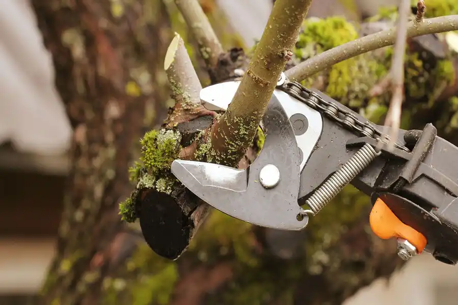 Best Tree Trimming Service in Alpharetta, GA