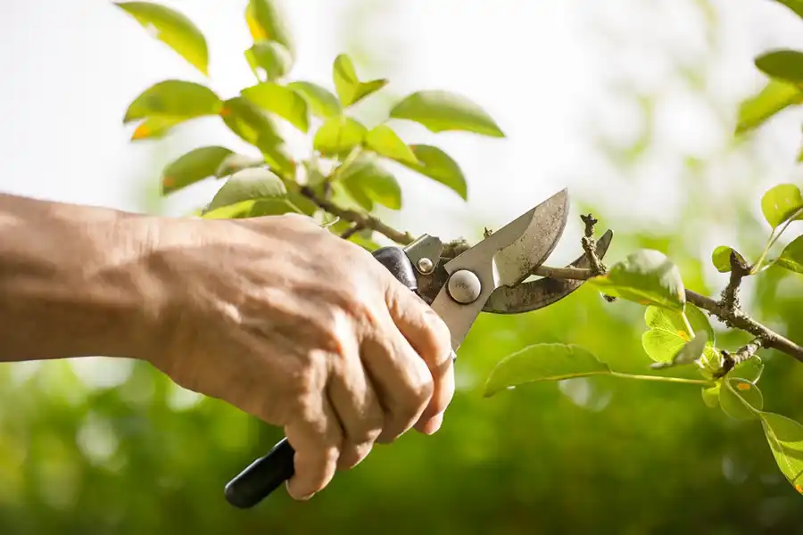 Reliable Tree Trimming Service in Alpharetta, GA